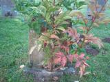 image of grave number 444493